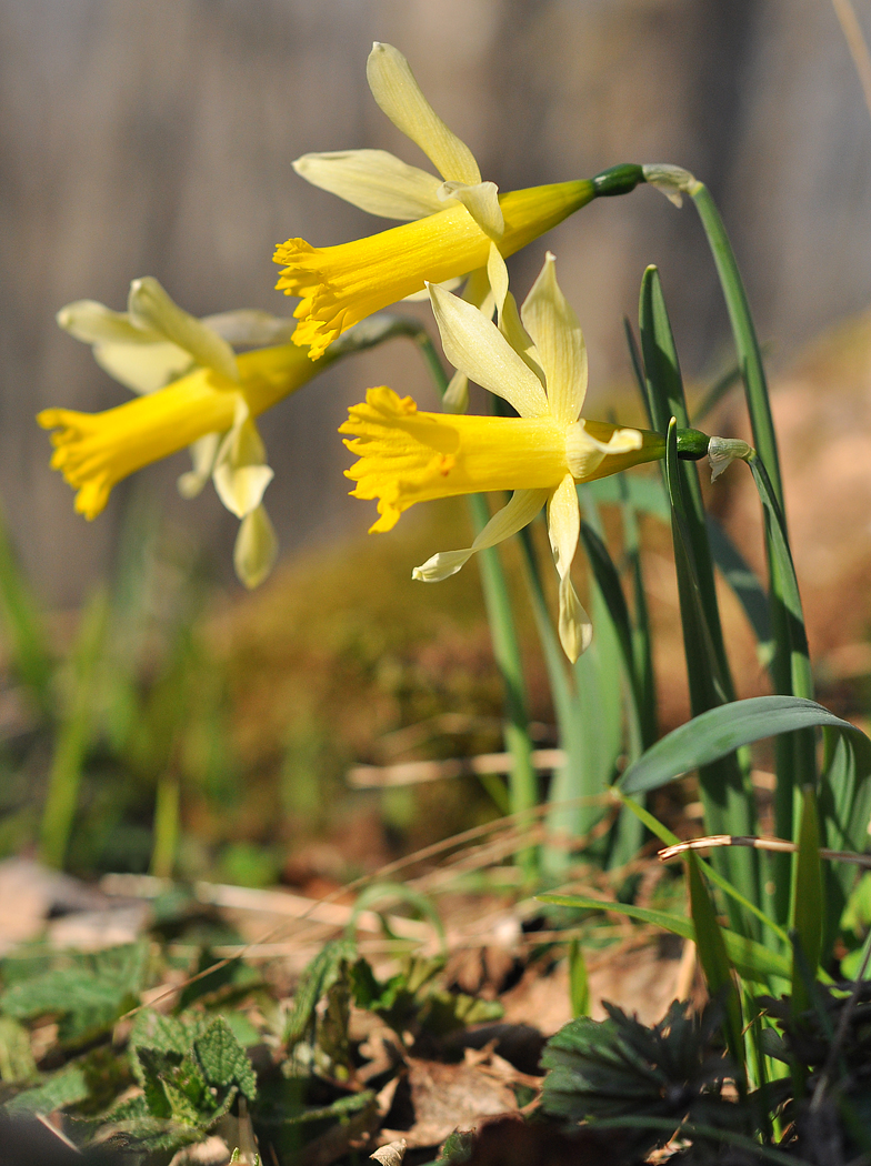 Narcissus pseudonarcissus