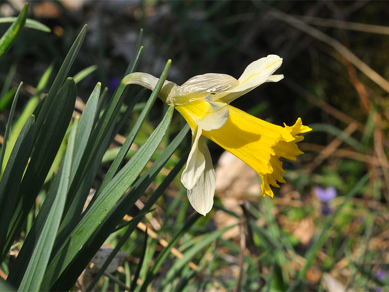 Narcissus pseudonarcissus