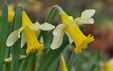 Narcissus pseudonarcissus