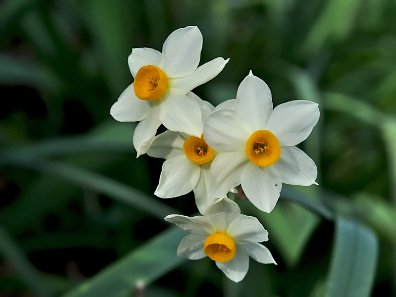 Narcissus tazetta