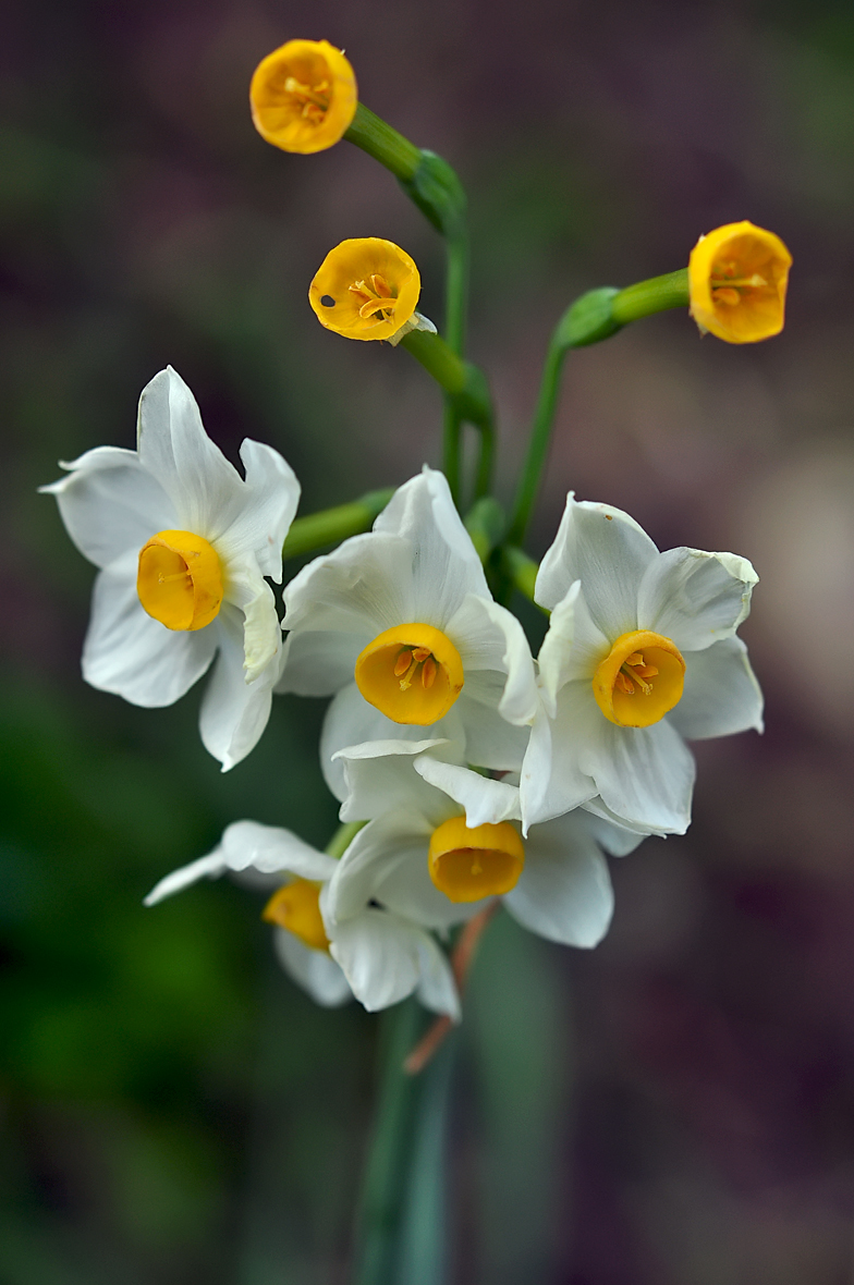 Narcissus tazetta