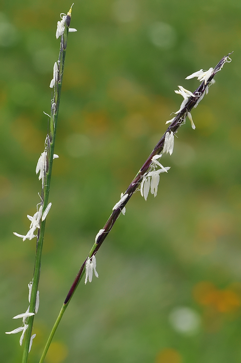 Nardus stricta