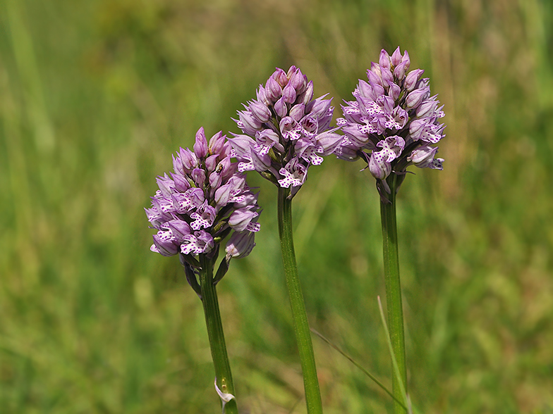 Neotinea tridentata