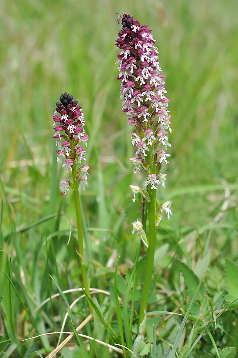 Neotinea ustulata