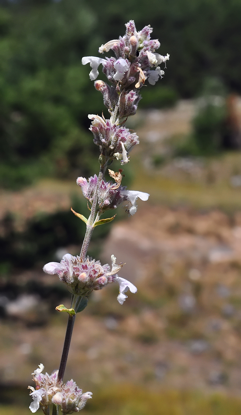 Nepeta nepetella