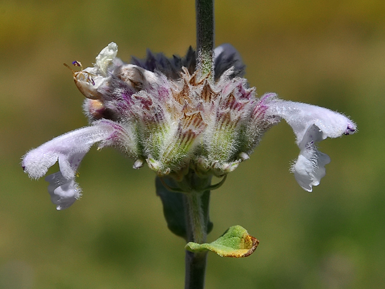 Nepeta nepetella