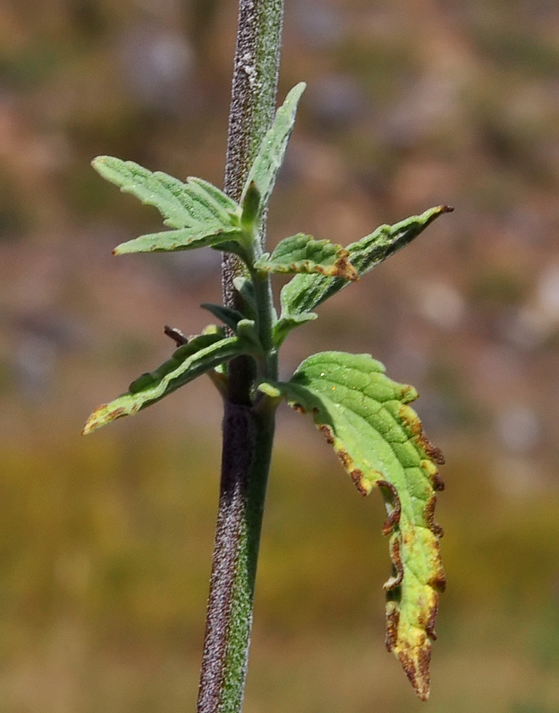 Nepeta nepetella