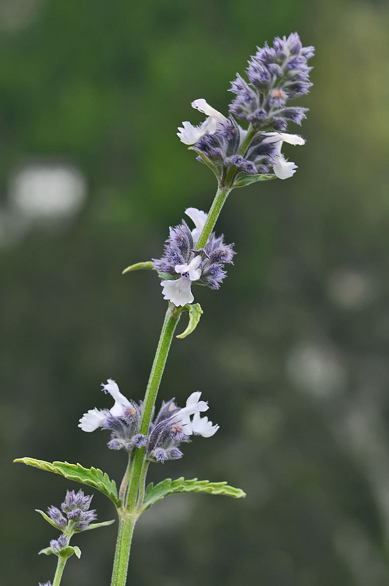 Nepeta nepetella