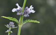 Nepeta nepetella