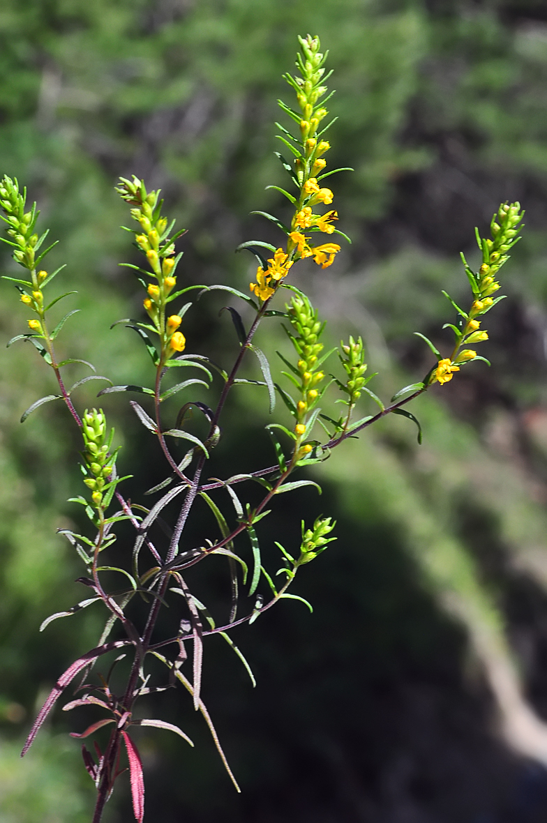 Odontites luteus ssp. luteus