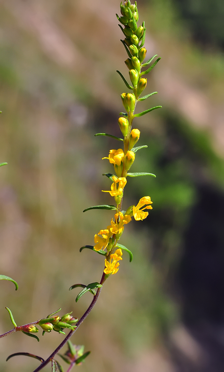 Odontites luteus ssp. luteus