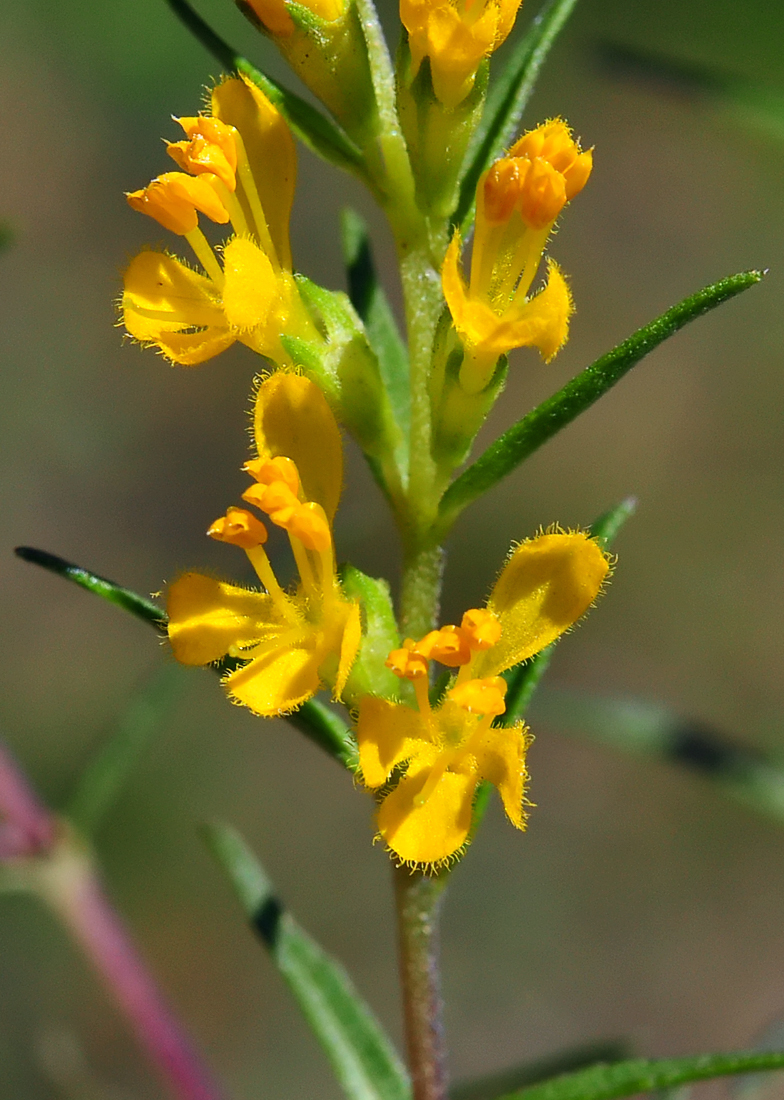 Odontites luteus ssp. luteus