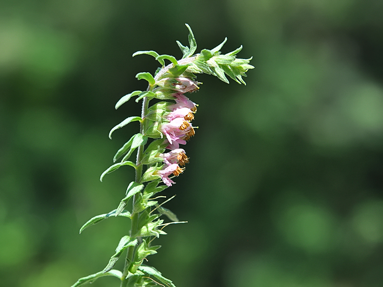 Odontites vernus ssp. serotinus