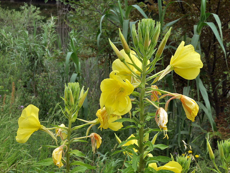 Oenothera glazioviana