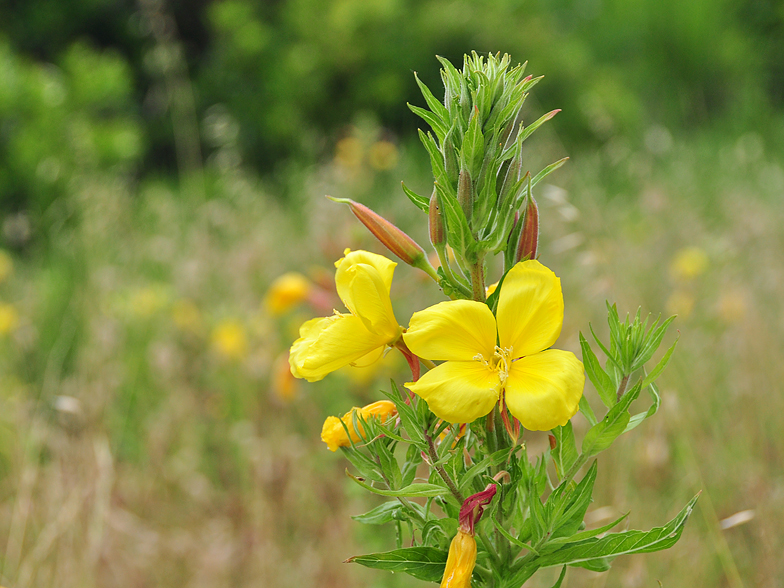 Oenothera glazioviana