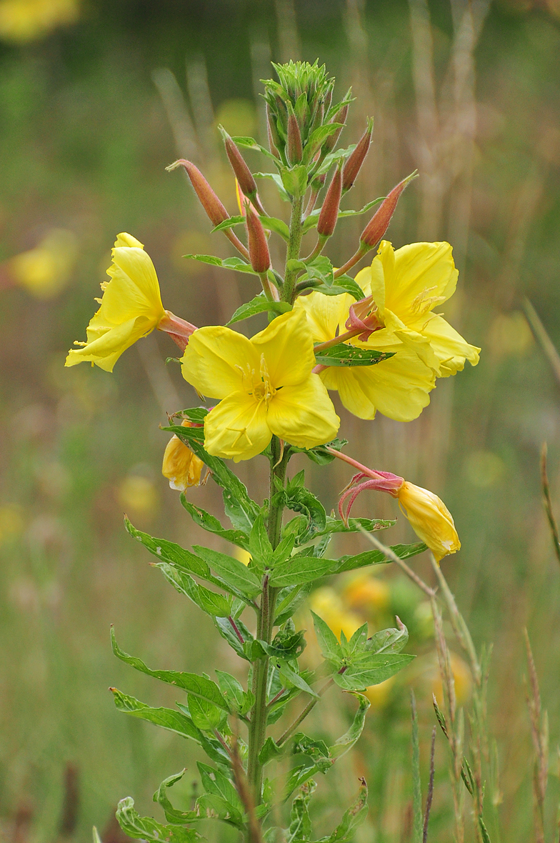 Oenothera glazioviana