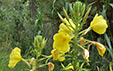 Oenothera glazioviana