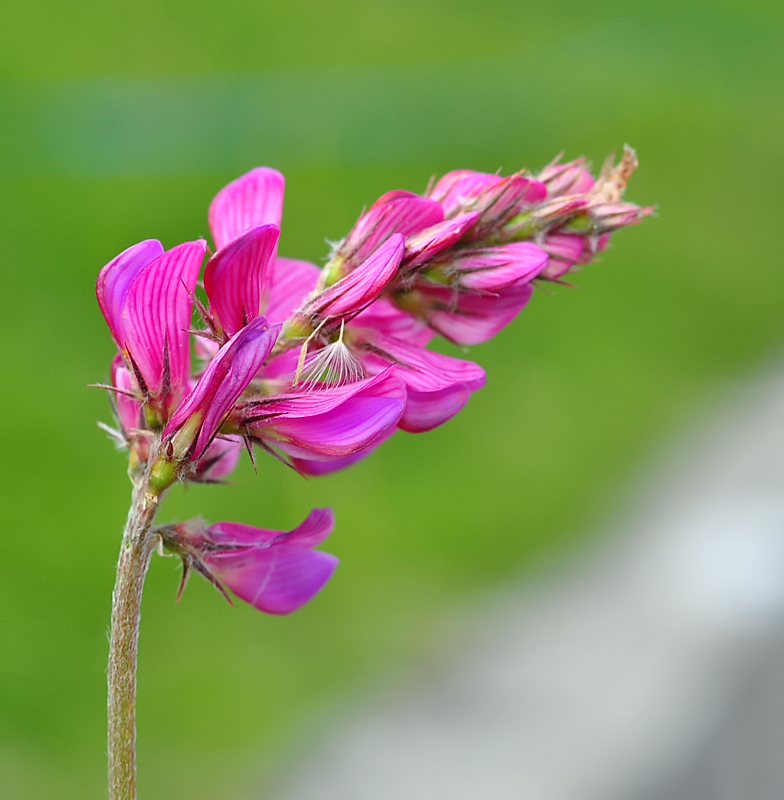 Onobrychis montana