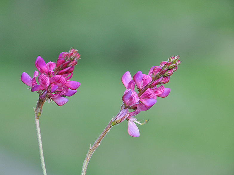 Onobrychis montana