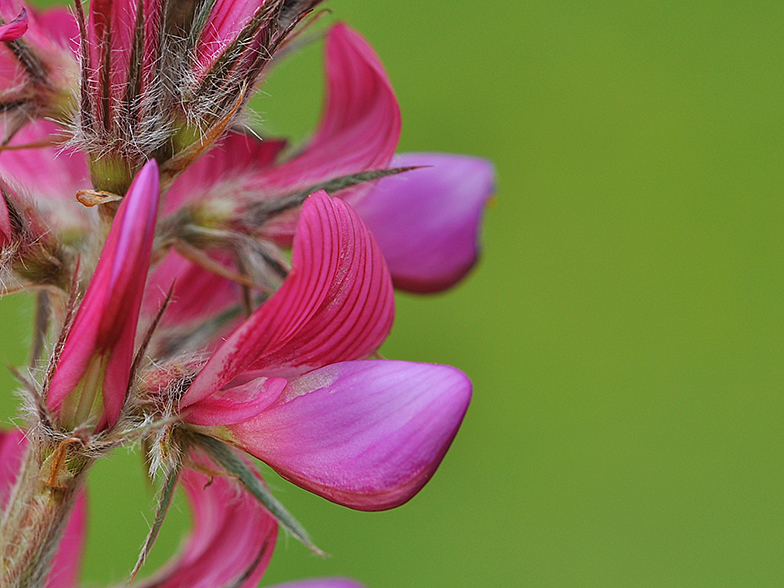 Onobrychis montana