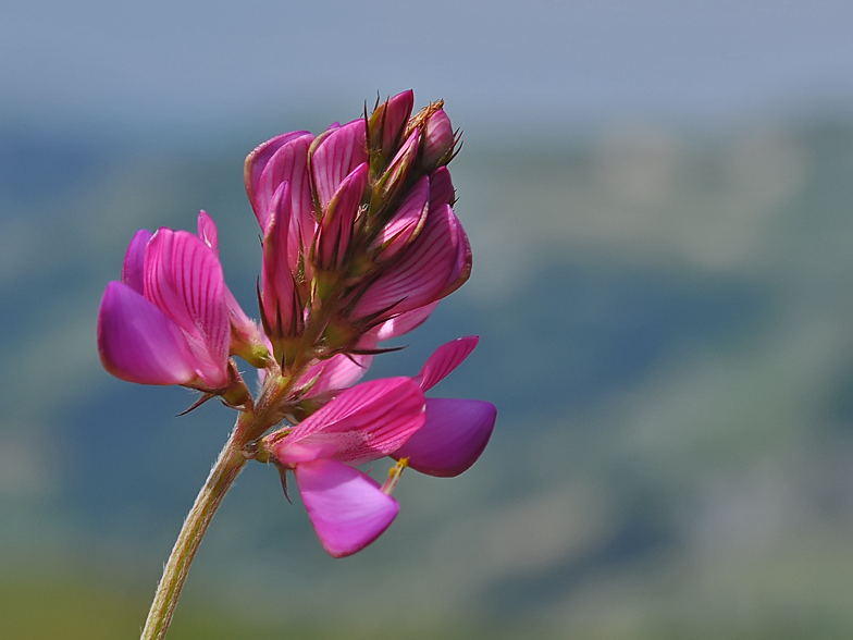 Onobrychis montana