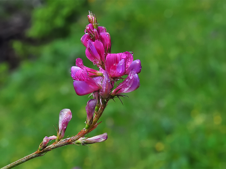 Onobrychis montana