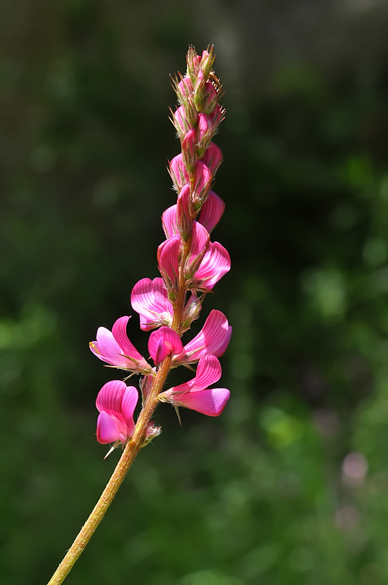 Onobrychis montana