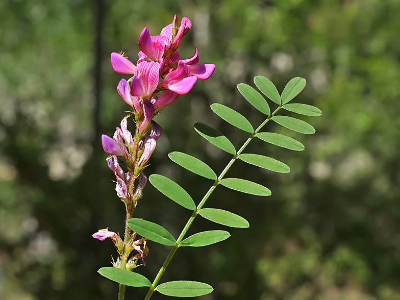 Onobrychis montana