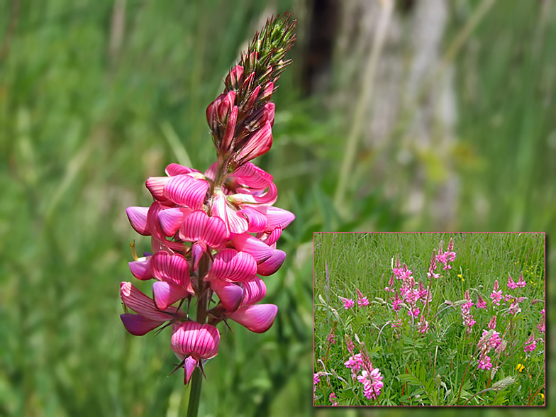 Onobrychis sativa