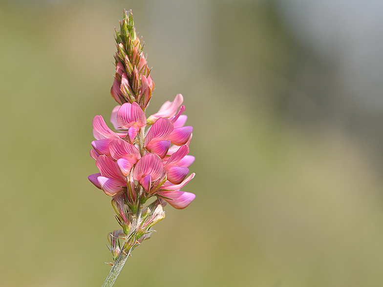 Onobrychis sativa