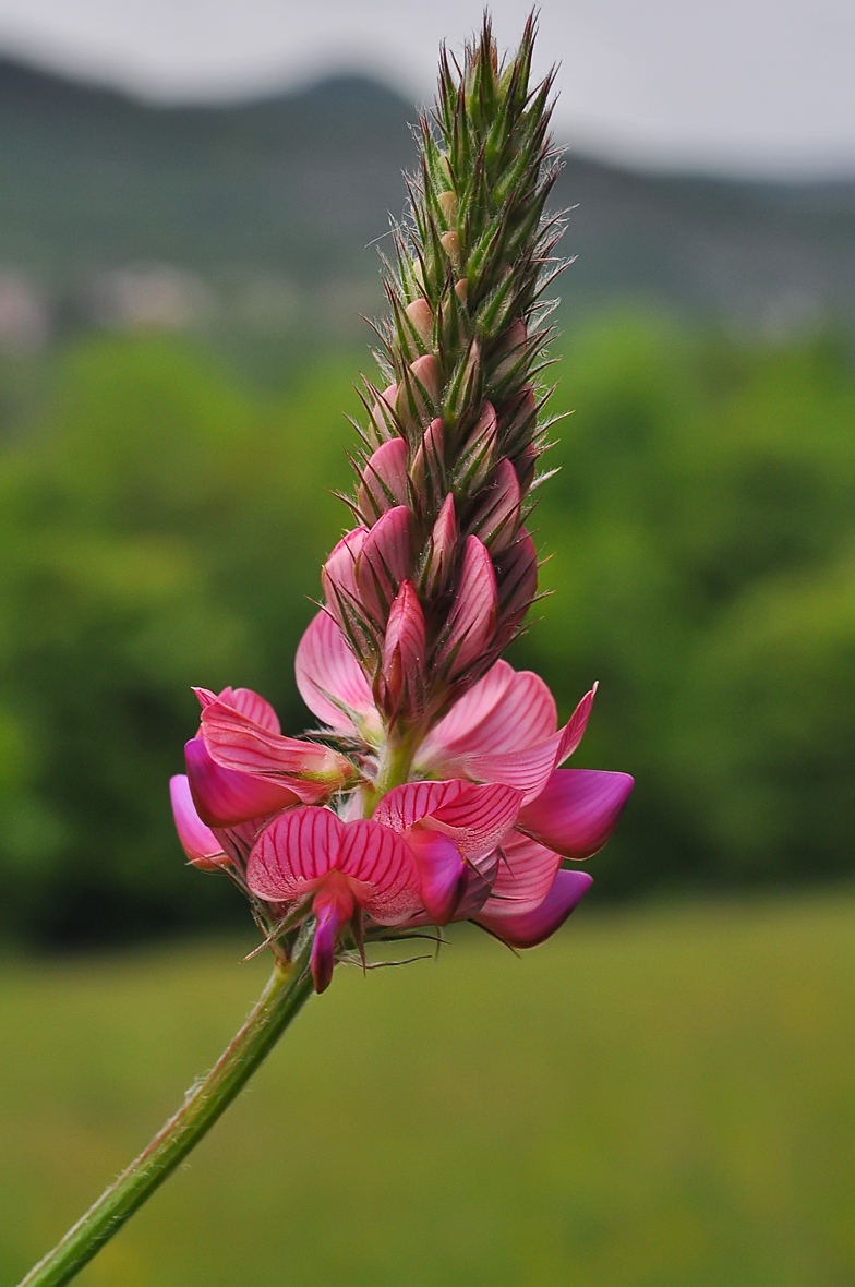 Onobrychis sativa Confort
