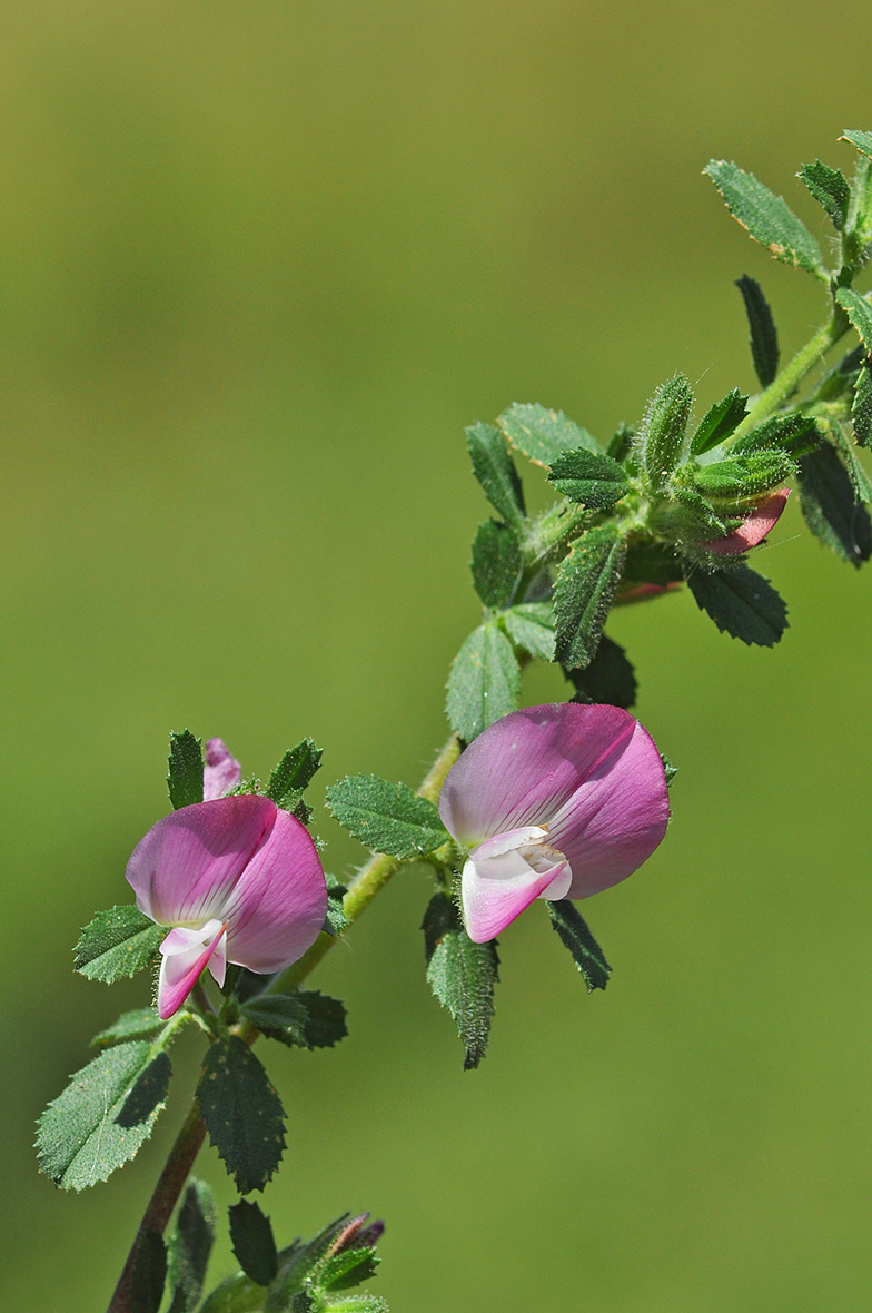 Ononis repens