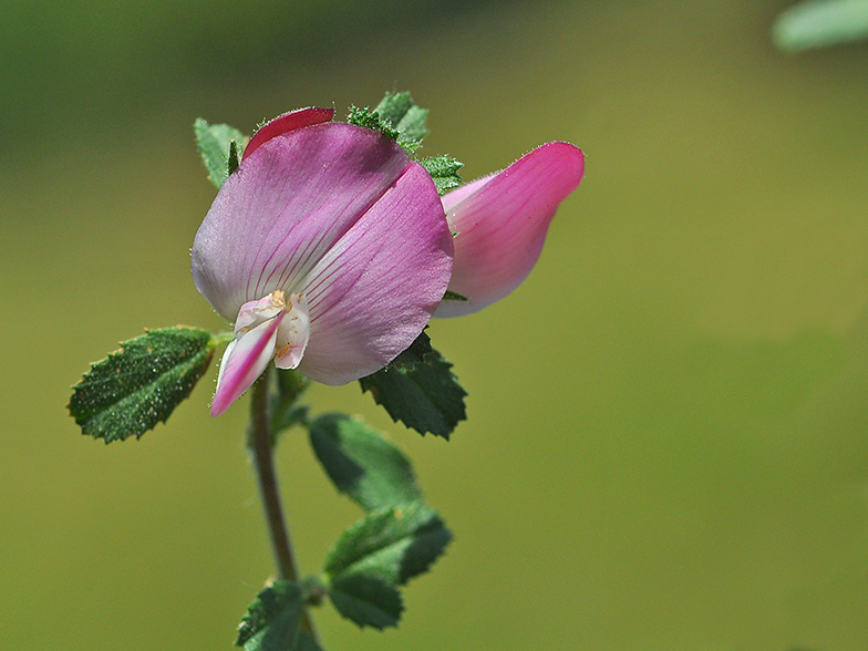 Ononis repens