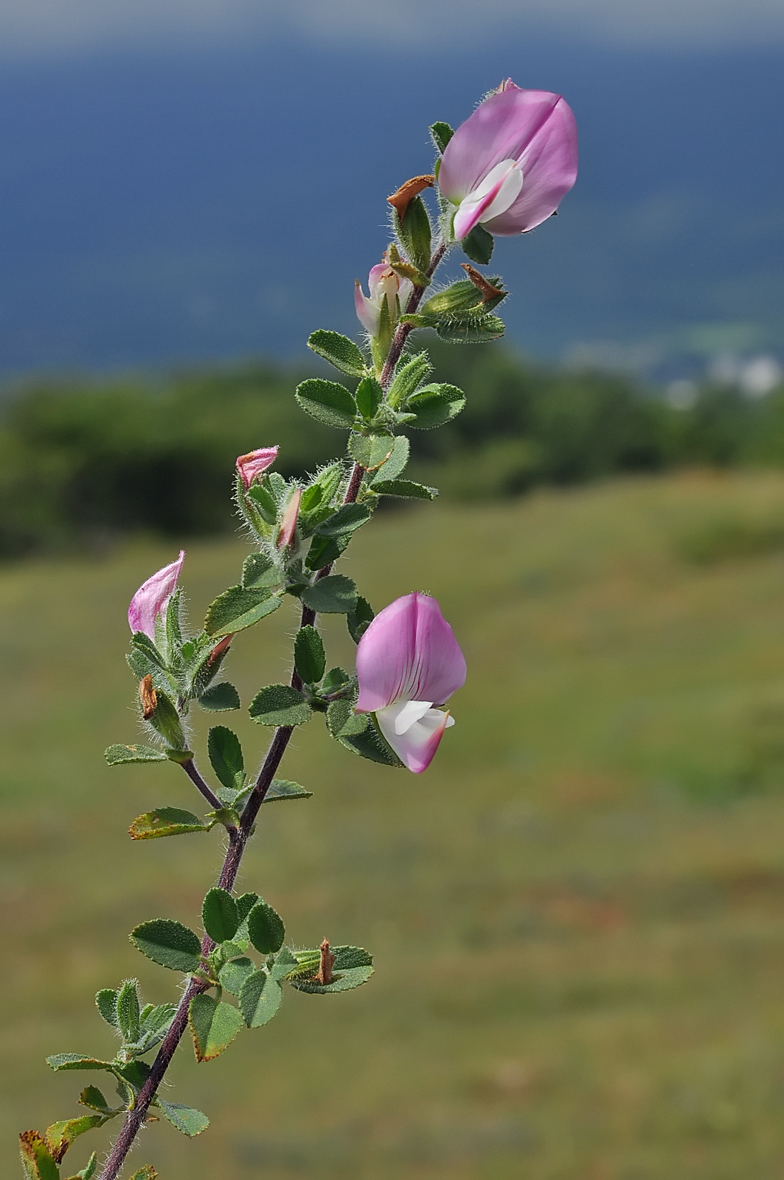 Ononis repens