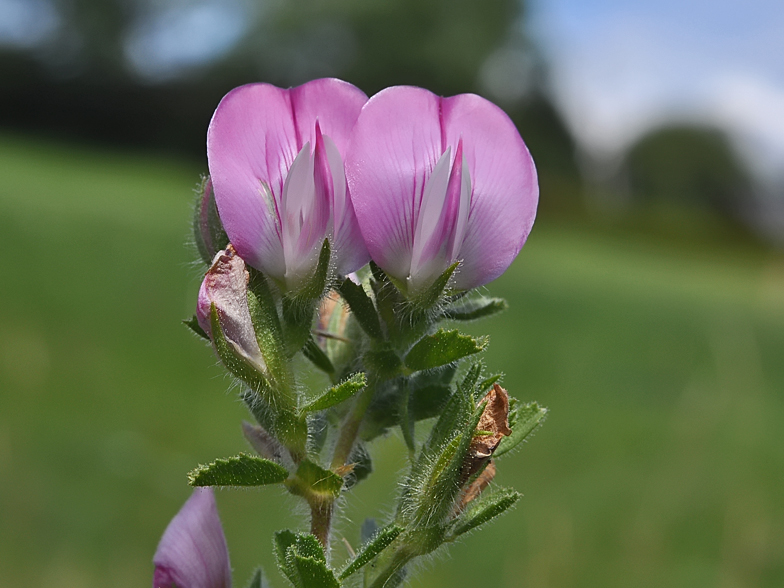 Ononis repens