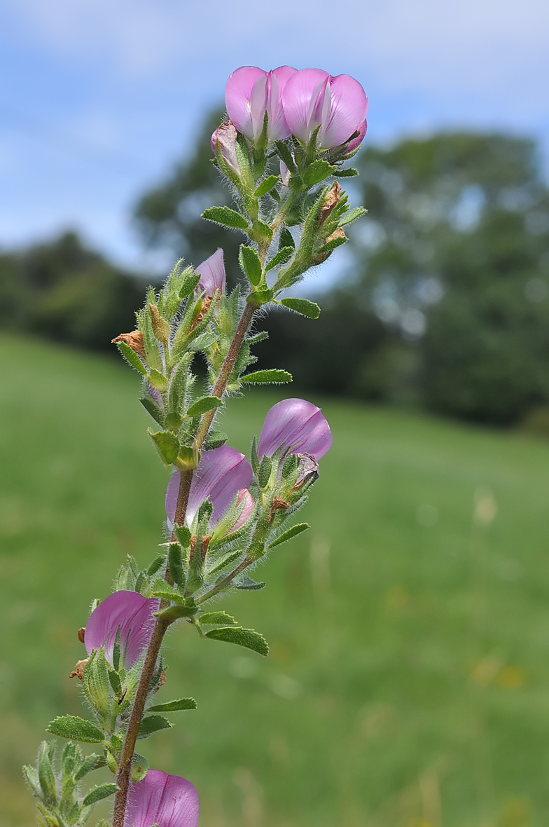 Ononis repens