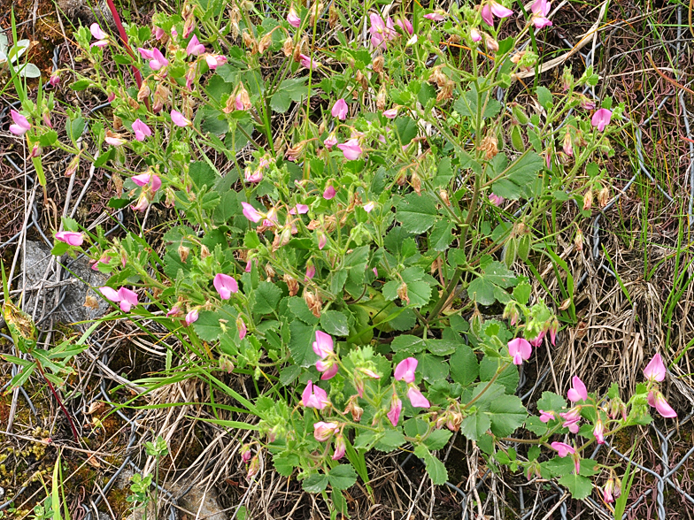 Ononis rotundifolia