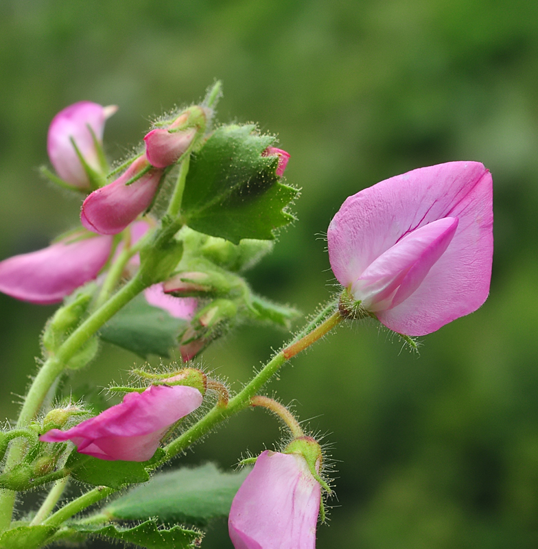 Ononis rotundifolia