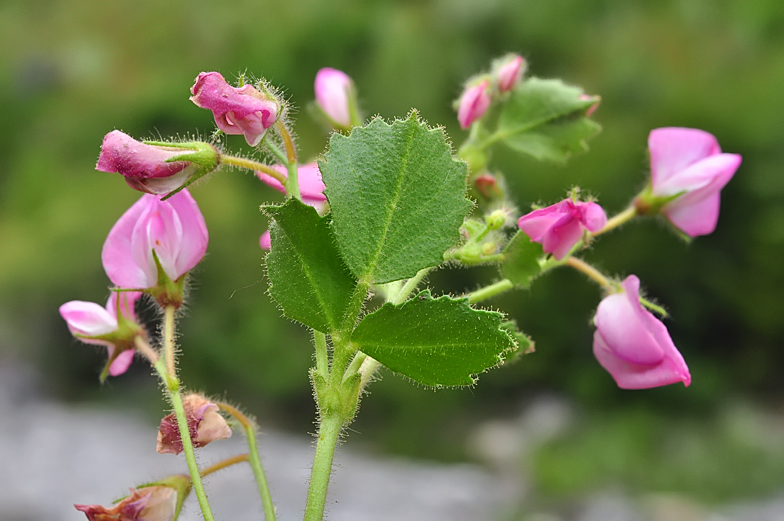 Ononis rotundifolia