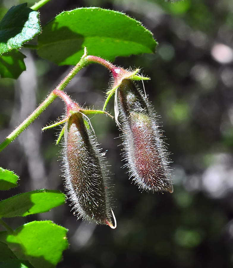 Ononis rotundifolia