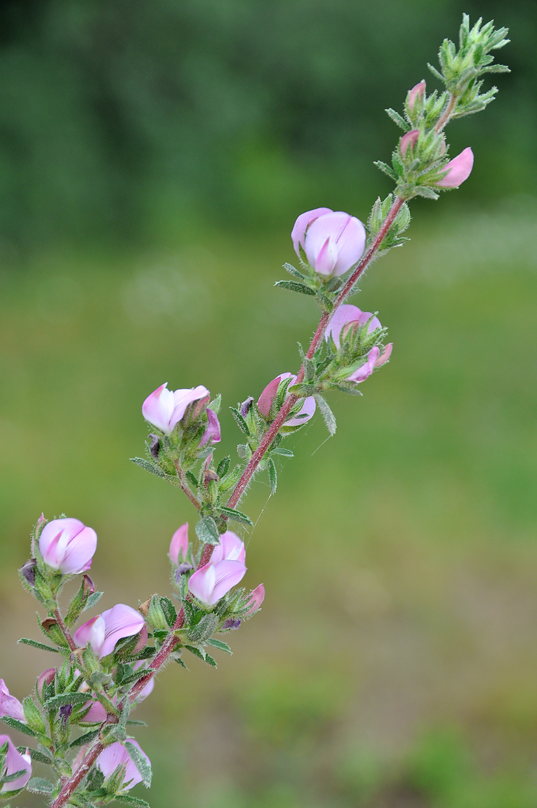 Ononis spinosa