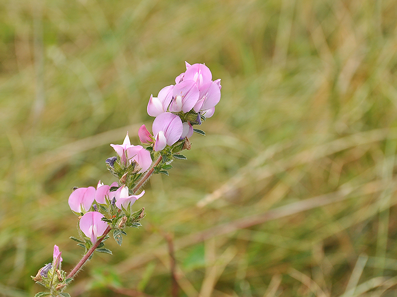 Ononis spinosa