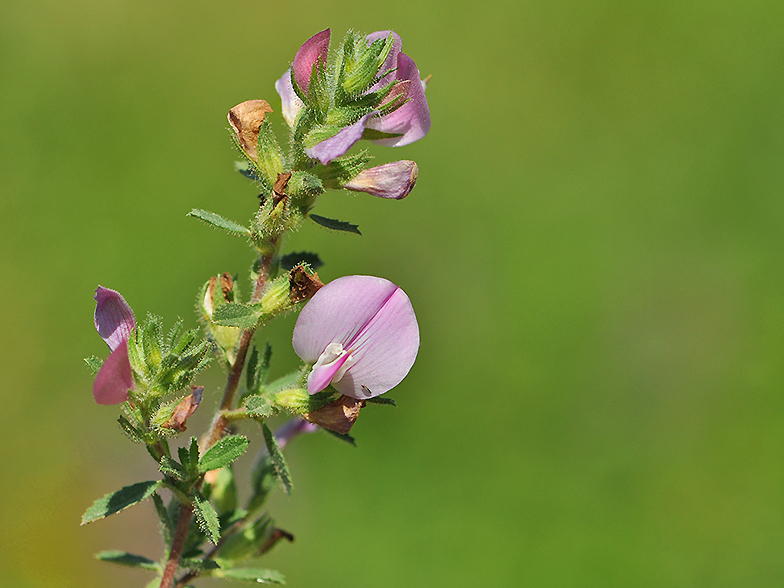 Ononis spinosa