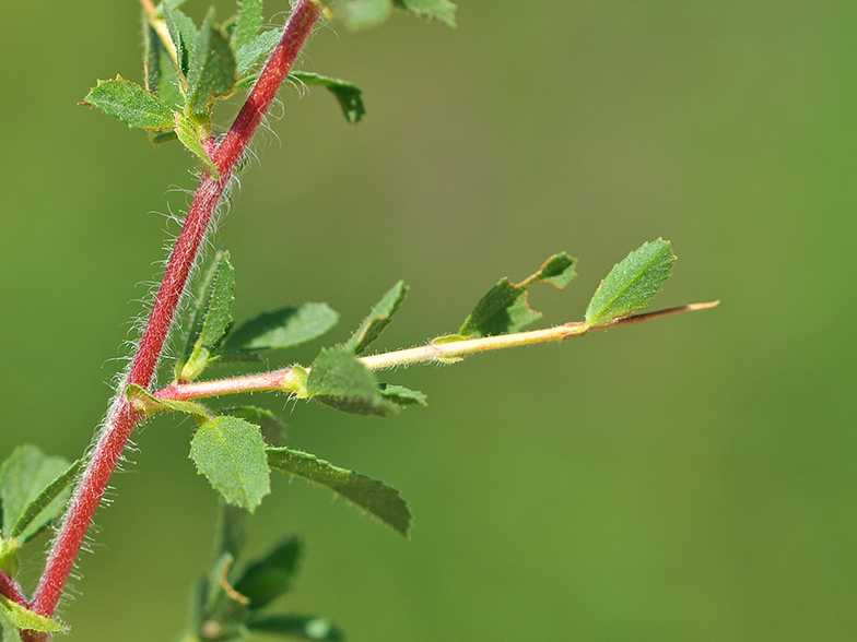 Ononis spinosa