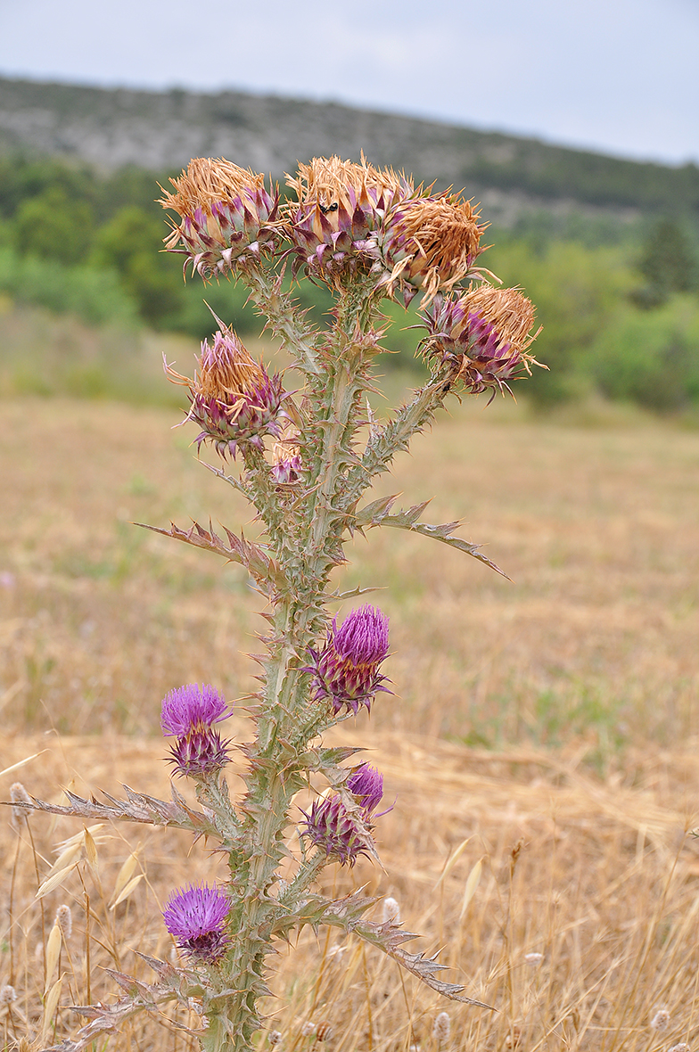 Onopordon illyricum