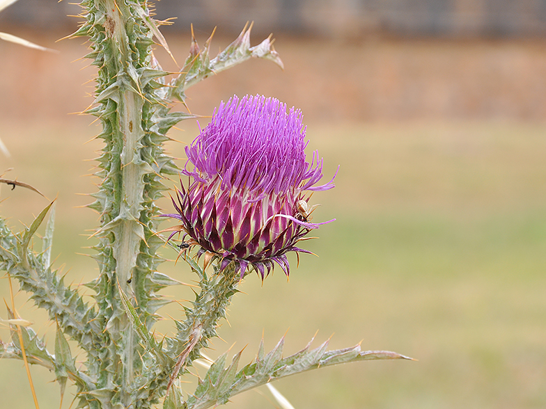 Onopordum illyricum