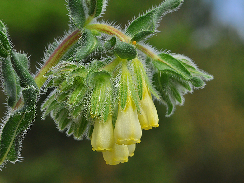 Onosma fastigiatum