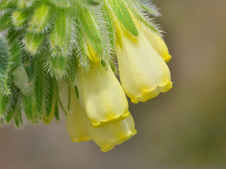 Onosma fastigiatum