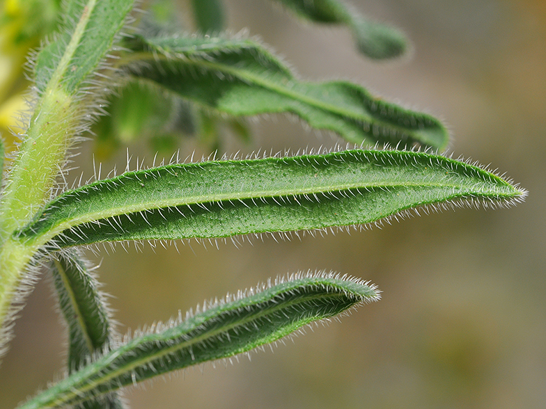 Onosma fastigiatum