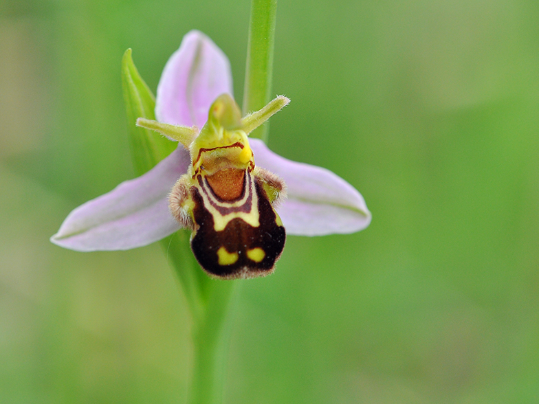 Ophrys apifera